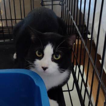 Domestic Short Hair Cats Available for Adoption - Diego | PetCurious