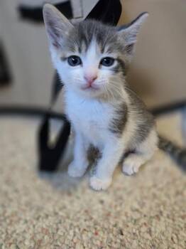 ASH -  Domestic Short Hair Cat for Adoption in Kent, Washington - ASH | PetCurious