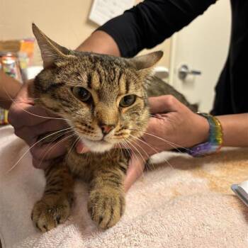 Domestic Short Hair Cats Available for Adoption - Forrest | PetCurious