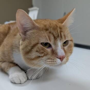 Asteroid -  Domestic Short Hair Cat for Adoption in Peoria, Illinois - Asteroid | PetCurious