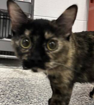 Prada -  Domestic Short Hair Cat for Adoption in Golden, Colorado - Prada | PetCurious