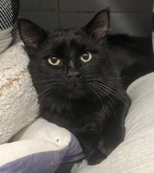 Juju -  Domestic Medium Hair Cat for Adoption in Johnston, Rhode Island - Juju | PetCurious