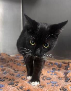 AC-5367 "Marmalade" -  Domestic Short Hair Cat for Adoption in Conyers, Georgia - AC-5367 "Marmalade" | PetCurious