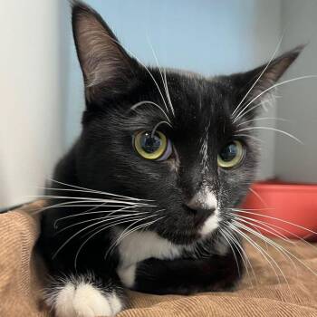 Beto -  Domestic Short Hair Cat for Adoption in Kingman, Arizona - Beto | PetCurious