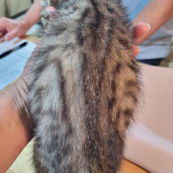 Scotch -  Domestic Short Hair Cat for Adoption in Traverse City, Michigan - Scotch | PetCurious