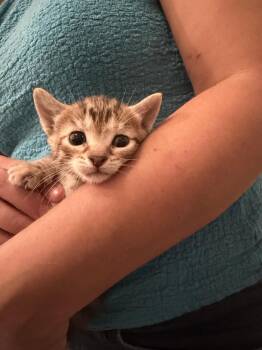 Domestic Short Hair Cats Available for Adoption - Birria (Available For Pre-adoption) | PetCurious