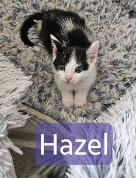 Hazel (both eye corners White wait -  Domestic Short Hair Cat Available for Adoption in Kennewick, Washington - Hazel (both Eye Corners White Wait | PetCurious