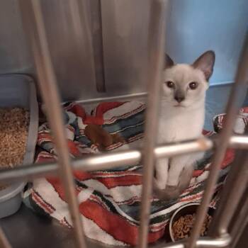 Lavendar -  Siamese Cat for Adoption in Raeford, North Carolina - Lavendar | PetCurious