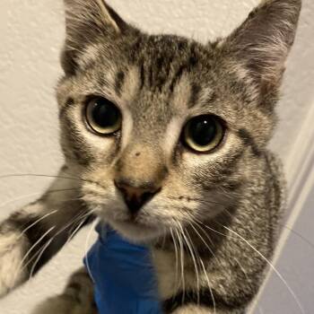 Gordito -  Domestic Short Hair Cat for Adoption in Midland, Texas - Gordito | PetCurious