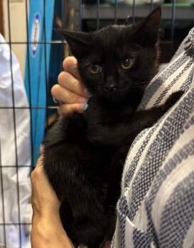 Rescue Domestic Short Hair Cats for Adoption in Beaverton, Oregon - Destiny | PetCurious