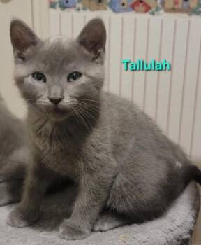 Rescue American Shorthair and Domestic Short Hair Cats for Adoption in Richardson, Texas - Tallulah | PetCurious
