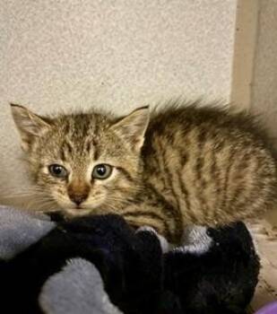 Sprig -  Domestic Short Hair Cat for Adoption in Mason City, Iowa - Sprig | PetCurious