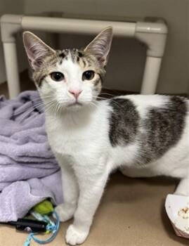 ANT -  Domestic Short Hair Cat for Adoption in Boston, Massachusetts - ANT | PetCurious