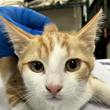 108590 -  Domestic Short Hair Cat for Adoption in Las Cruces, New Mexico - 108590 | PetCurious