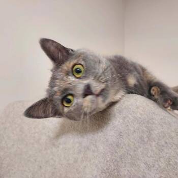 Claire -  Domestic Short Hair Cat for Adoption in Falls Creek, Pennsylvania - Claire | PetCurious