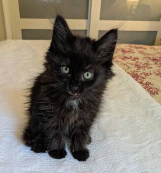 Domestic Short Hair Cats Available for Adoption - Cheetah | PetCurious