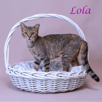 Domestic Short Hair Cats Available for Adoption in Lebanon, Tennessee - Lola C26-141 | PetCurious