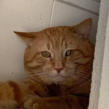 Rescue Domestic Short Hair Cats for Adoption in Midland, Texas - JT | PetCurious