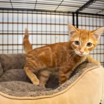 Nixon -  Domestic Short Hair Cat for Adoption in Pawling, New York - Nixon | PetCurious