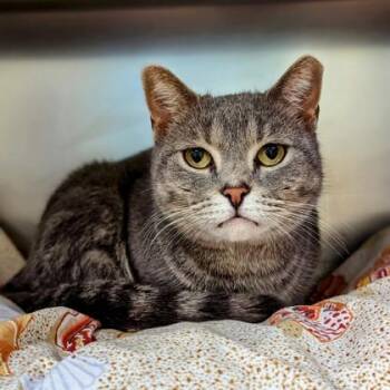Domestic Short Hair Cats Available for Adoption in Richmond, Virginia - Soba | PetCurious
