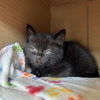 Domestic Short Hair Cats Available for Adoption in Lynchburg, Virginia - Nemo | PetCurious