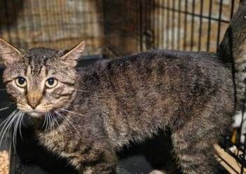 Noah Kahan -  Domestic Short Hair Cat for Adoption in Berwick, Pennsylvania - Noah Kahan | PetCurious