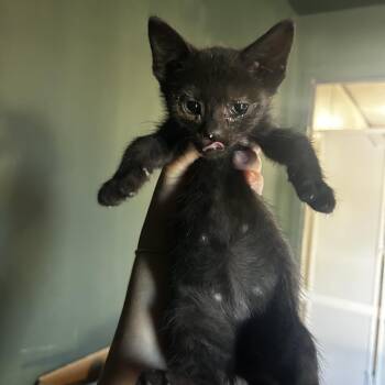 Squeegee -  Domestic Short Hair Cat for Adoption in Kansas City, Missouri - Squeegee | PetCurious
