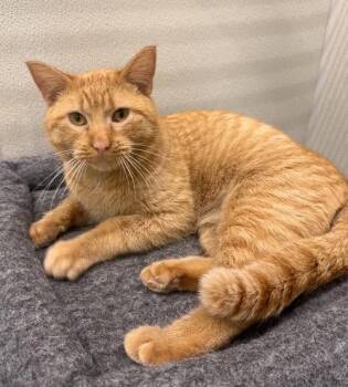 Curry -  Domestic Short Hair Cat for Adoption in Blaine, Minnesota - Curry | PetCurious