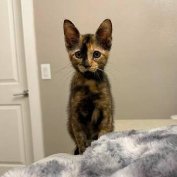 Smudge -  Domestic Short Hair Cat for Adoption in Caldwell, Texas - Smudge | PetCurious