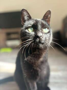 Rescue Domestic Short Hair Cats for Adoption in Albemarle, North Carolina - Suki | PetCurious