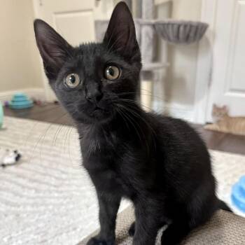Kitsune -  Domestic Medium Hair Cat for Adoption in Prosper, Texas - Kitsune | PetCurious