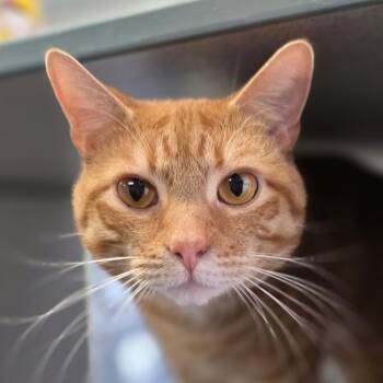 Kevin -  Domestic Short Hair Cat for Adoption in Huntsville, Alabama - Kevin | PetCurious