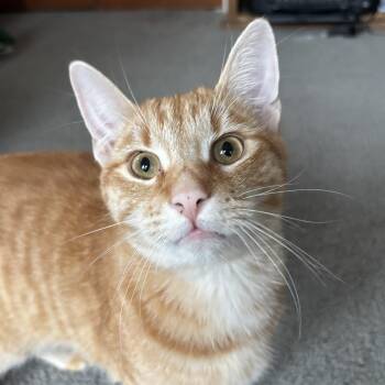 Rescue Domestic Short Hair Cats for Adoption in Sonora, California - Trevor | PetCurious