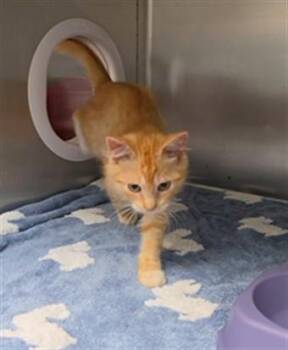 MARMALADE -  Domestic Short Hair Cat for Adoption in Fort Walton Beach, Florida - MARMALADE | PetCurious