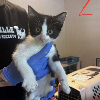 R.J. -  Domestic Medium Hair Cat for Adoption in Belleville, Illinois - R.J. | PetCurious