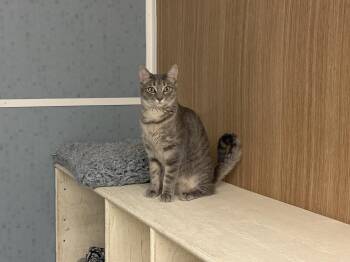 Puma -  American Shorthair Cat for Adoption in Perry, Georgia - Puma | PetCurious