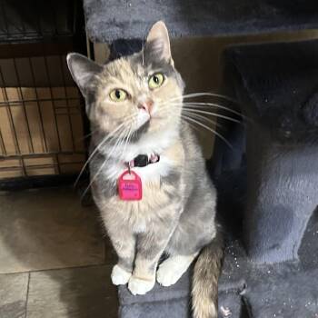 Lady Antebellum -  Domestic Short Hair Cat for Adoption in Peru, Illinois - Lady Antebellum | PetCurious