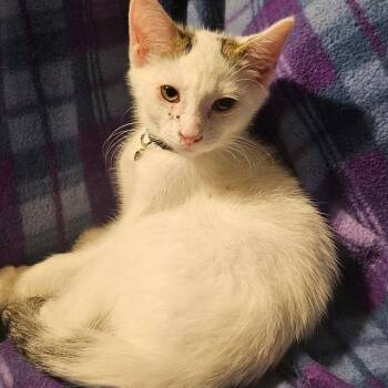 Rescue Domestic Short Hair Cats for Adoption in Kirklin, Indiana - Alan | PetCurious