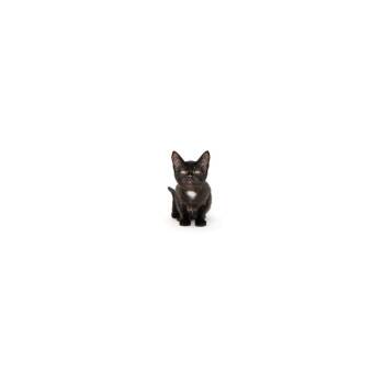 Calista -  Domestic Short Hair Cat Available for Adoption in Los Angeles, California - Calista | PetCurious