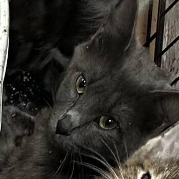 Tofu -  Domestic Medium Hair Cat for Adoption in Gadsden, Alabama - Tofu | PetCurious