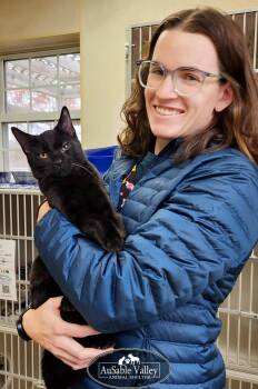 Rescue Domestic Short Hair Cats for Adoption in Grayling, Michigan - Count Chocula | PetCurious