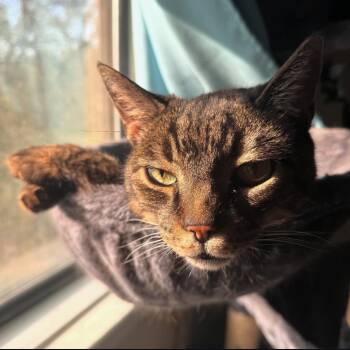 Rui -  Domestic Short Hair Cat for Adoption - Rui | PetCurious
