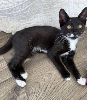 Rescue Domestic Short Hair Cats for Adoption in Columbia City, Indiana - Fallon | PetCurious