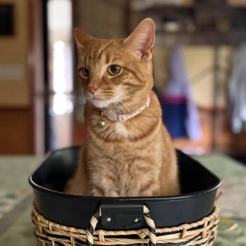 Domestic Short Hair Cats Available for Adoption - Barbie | PetCurious