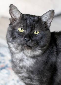 Kuzco -  Domestic Short Hair Cat for Adoption in Buford, Georgia - Kuzco | PetCurious