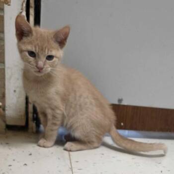 Soar -  Domestic Short Hair Cat for Adoption in Davenport, Iowa - Soar | PetCurious