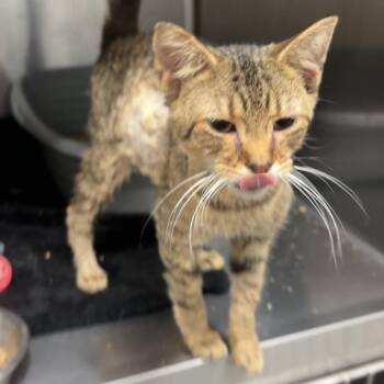 Robin Hood -  Domestic Short Hair Cat for Adoption in Manhattan, Kansas - Robin Hood | PetCurious