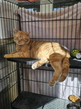 Shamrock -  Domestic Short Hair Cat Available for Adoption in Webster, Massachusetts - Shamrock | PetCurious