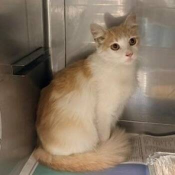 Bunny -  Domestic Short Hair Cat for Adoption in Long Beach, California - Bunny | PetCurious