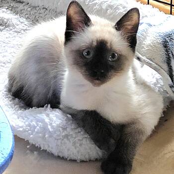 Dusty - Gorgeous Little Seal Pt Siamese -  Siamese Cat for Adoption in Hoquiam, Washington - Dusty - Gorgeous Little Seal Pt Siamese | PetCurious